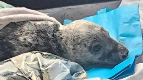 The grey seal pup, which is mottled grey and black. Its head and top of the body are visible. The pup has large black eyes and lies with its chin on a blue tarpaulin. It has a blanket laid over its body.