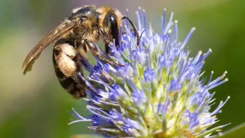 Dr Leo Will Hawkes A Perkins' Mining Bee collecting nectar from a bright blue sea holly flower against a green background