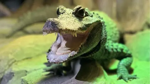 Scott Adams Small crocodile