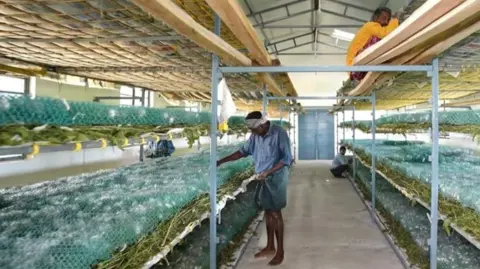 Asho Farms A warehouse with four levels of shelves that hold mulberry leaves and silkworm cocoons. A barefoot member of staff works at one of the shelves.