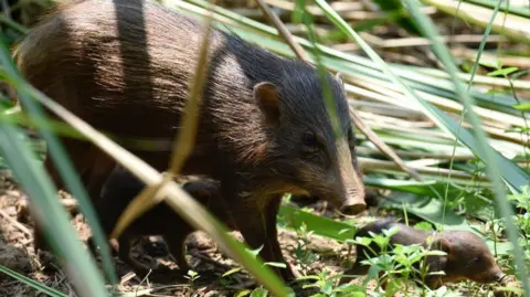 A brown adult pygmy hog pig with two baby pygmy hogs walking below and alongside it. They are walking through long grass and greenery. 