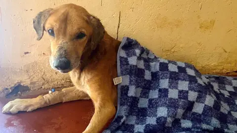BBC A sandy-coloured dog looks at the camera. A chequered blue blanket is covering some of his body. 