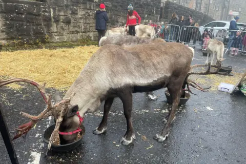 One Kind A reindeer stands in a car park in an urban area, with straw scattered on the road behind it. It is eating from a black bucket. There are other reindeer behind and a fence, with children lined up on the other side of it.