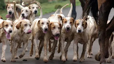 A row of dogs with their tongues out are running next to a horse.