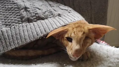 Pier Walker Maneesh, an orange Siamese Oriental cat, curled up under a blanket. He has large ears and is missing one eye.