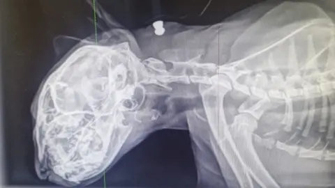 RSPCA An x-ray of a cat shows a pellet lodged in the upper part of the animals neck above the spine