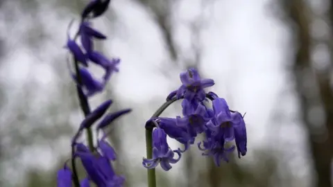 Hannah Roe/BBC A close up shot of bluebells.