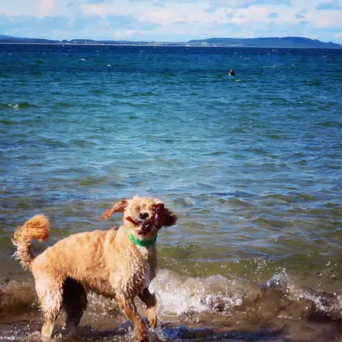Diane Kennedy Dog holding seaweed in sea, with a seal watching in the background.