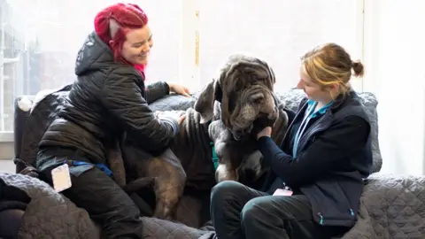 The Lost Dogs' Home Volunteers playing with Charcoal, a four-year-old Neapolitan mastiff.