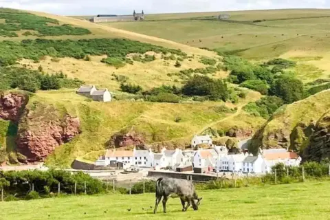 A view from a field, with a black cow in the foreground, and the village of Pennan below in the distance at the foot of cliffs, rows of white houses, and a red phone box.