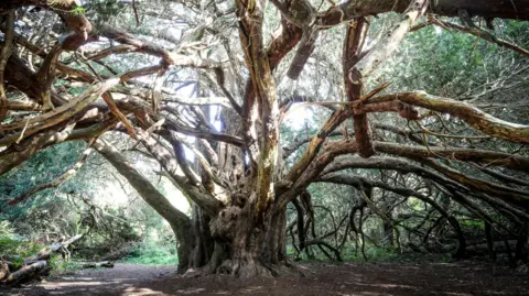 Getty Images An ancient yew tree. 