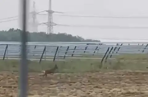 A deer can be seen running past row upon row of solar panels with a pylon in the distance.
