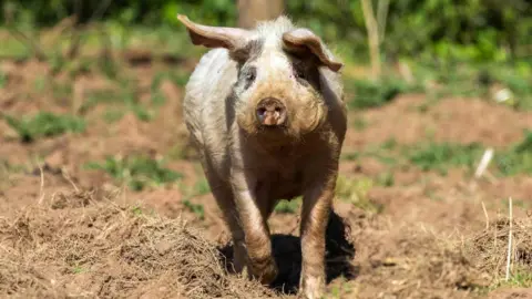 RSPCA A small pig stands in a muddy field, facing the camera with dirt on its snout and ears perked up. The background shows a green, leafy outdoor setting with soft sunlight filtering through trees.