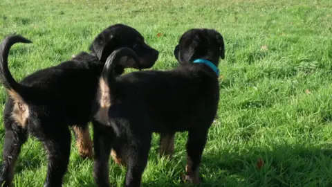 BBC A pair of rottweiler puppies stand next to each other on a grass patch. They are black and tan in colour. The pup on the right is wearing a light blue collar round its neck. 