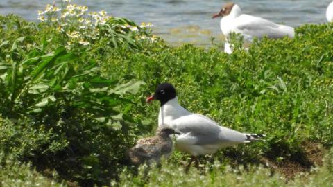 A Mediterranean gull chick with fluffy brown feathers standing next to its mum, perched on an island with water in the background