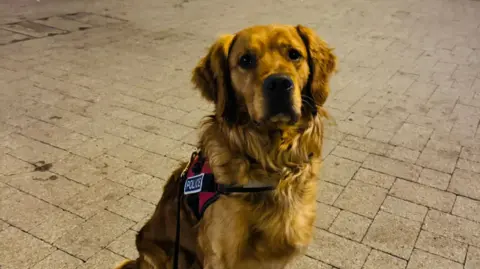 A police dog sitting on a paved outdoor plaza at night, looking at the camera