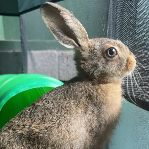 Scottish SPCA A baby hare with long ears and large brown eyes from the side. 