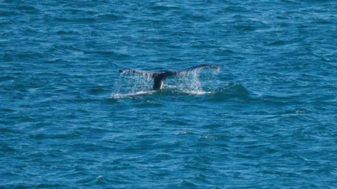 The tail of a humpback whale fluking, with water pouring off it.