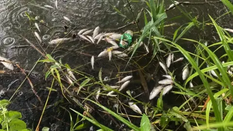 dead fish in peatmoor lake