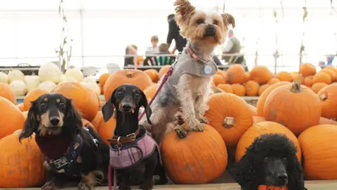 Chloe Murray Four dogs with pumpkins