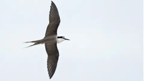Romano da Costa Bridled Tern on the Ecrehous