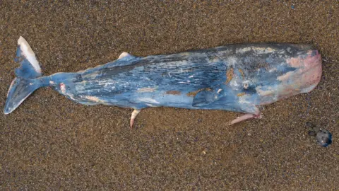 Chris Taylor Photo Dead sperm whale at Weybourne