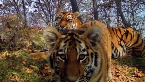 Land of the Leopard national park Siberian tigers in the Land of the Leopard national park, Siberia (July 2017)