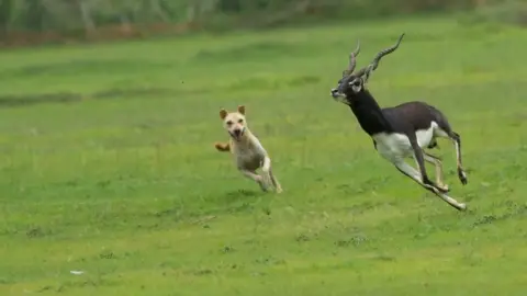 Pitam Chattopadhyay A free-ranging dog chases a blackbuck in Vetnoi of Indian state of Orissa