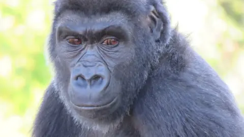 Bristol Zoo Gardens Kukena