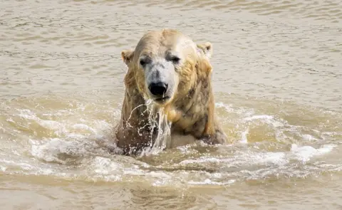 PA Media Polar bear