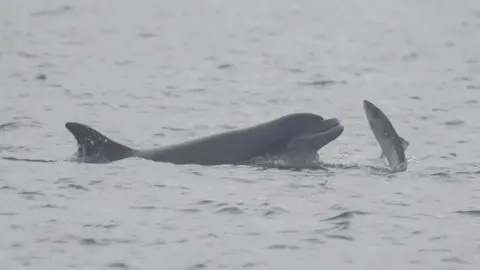 Joshua Pedley dolphin