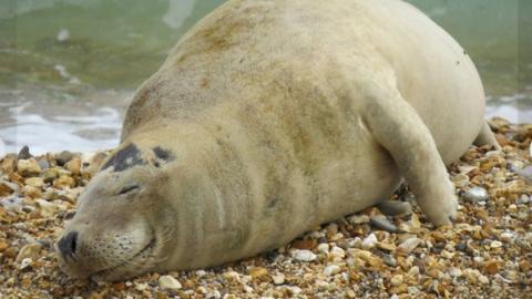 Dorset coast seal