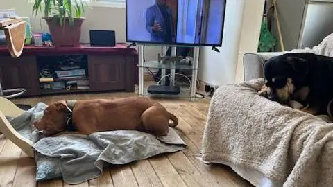 Ashley Warren Two large XL bully dogs relaxing in a living room with a TV, sofa and wooden cabinet. Bear has a tan coat and is chewing something while lying on a pillow and towel on the floor. Beauty has a black coat with light brown patches and is lying on the sofa.