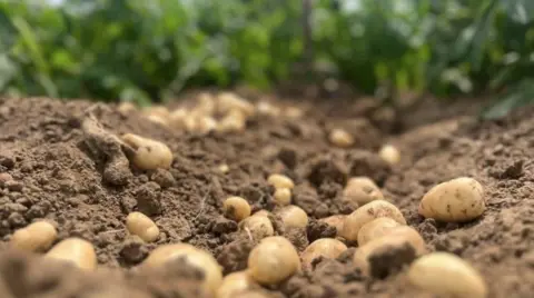 Newly harvested Jersey Royal potatoes lying on the earth with plants growing behind