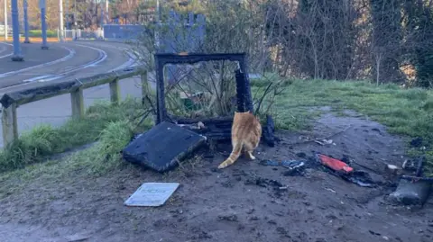 Supplied A ginger cat sniffs around a burnt-out wooden hutch on grassland