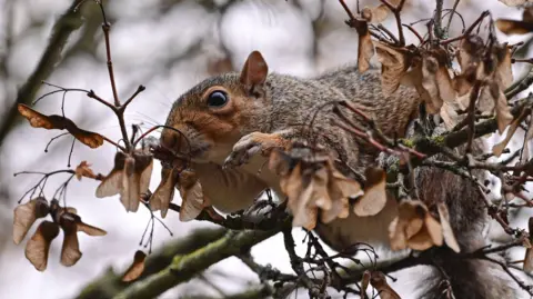 A red squirrel perched on a tree with autumn leaves.