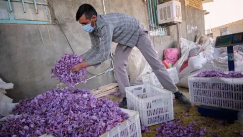 Getty Images Man holds large handful of the purple crocus - around him are white plastic crates containing mounds of flowers