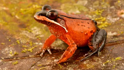 Trond Larsen Seekor katak berwarna merah cerah