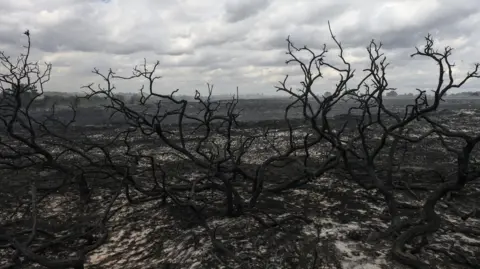 A heathland area that has been completely destroyed and burnt during a wildfire. There is a tree that been destroyed and blackened during the fire.
