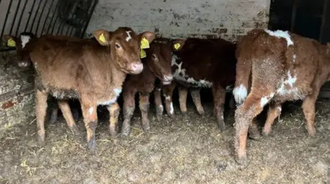Five small cows with yellow ear tags are standing in a very small space with what looks like animal dung and mud on the floor. The animals, who are either black and white or brown and white, look to have mud matted in their fur and are thin