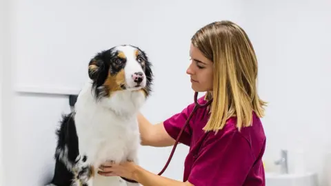 Dog getting checked out by woman with blonde hair and purple shirt.