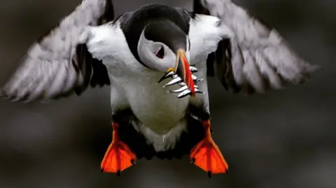A Puffin eating some tiny fish