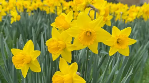 AndrewP A sea of bright yellow daffodils against a green background in the sun.