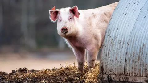 John Carroll A pig peering round and looking straight into the camera while outdoors