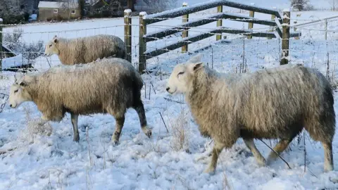 Reuters sheep walking through a snowy field