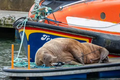 Sarah-Louise Cull A walrus lying on a jetty among ropes with an orange and blue boat in the background.