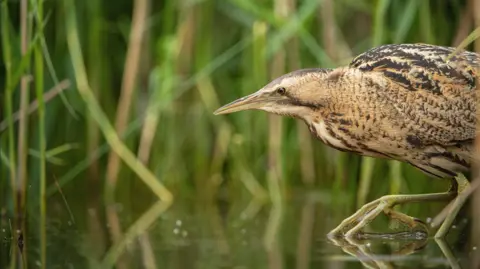 Ben Andrew A bittern walking in water at Ham Wall. It is a brown bird with dark markings walking from right to the left side of the picture.