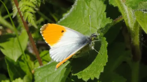 Amy Lewis An orange-tip butterfly on a small green leaf. It has white winds with yellow tips at the top. 