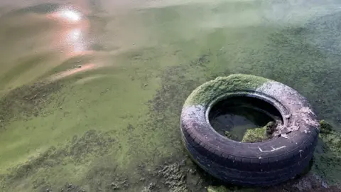 Tyre on edge of shore with blue-green algae floating on top of water. 