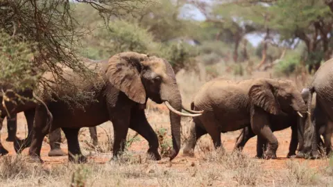 Lydia Tiller African savanna elephants (c) Lydia Tiller